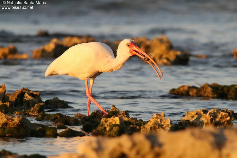 Ibis blancadulte, identification, régime, mange