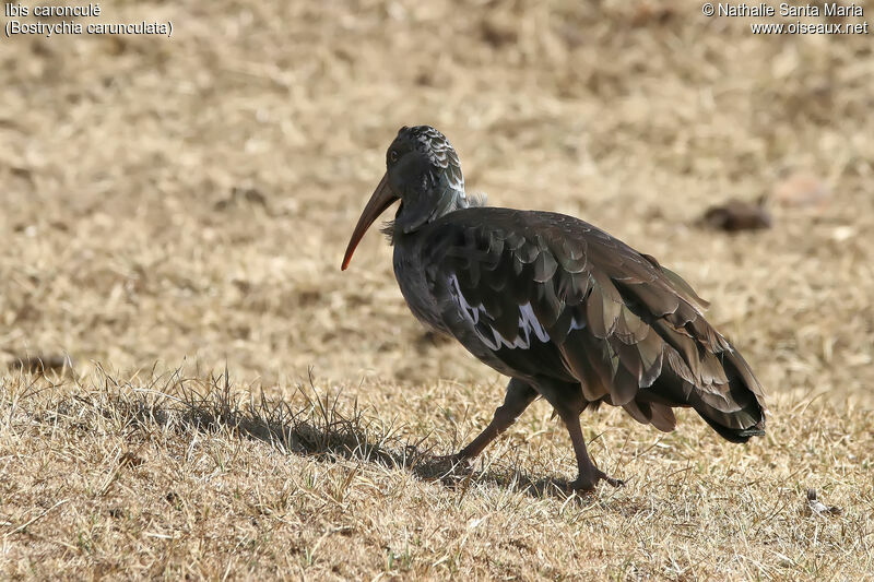 Wattled Ibisadult, identification, habitat, walking