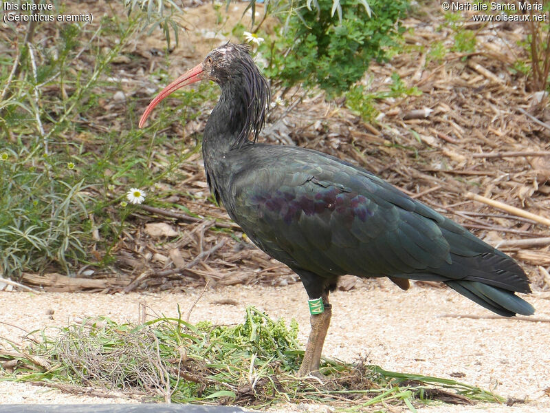 Northern Bald Ibisadult