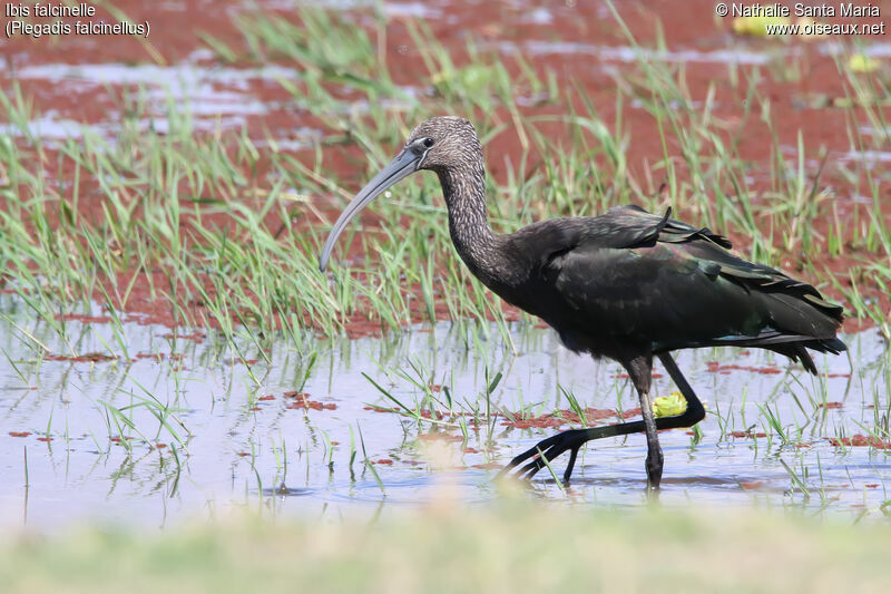 Glossy Ibisimmature, identification, habitat, walking