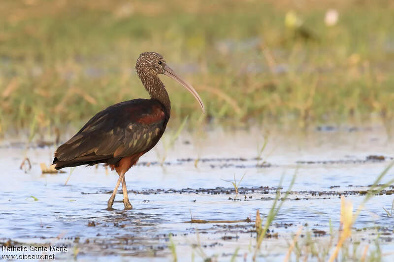 Glossy Ibisadult post breeding, identification, walking