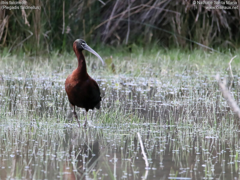 Ibis falcinelleadulte nuptial, identification, habitat, marche, Comportement