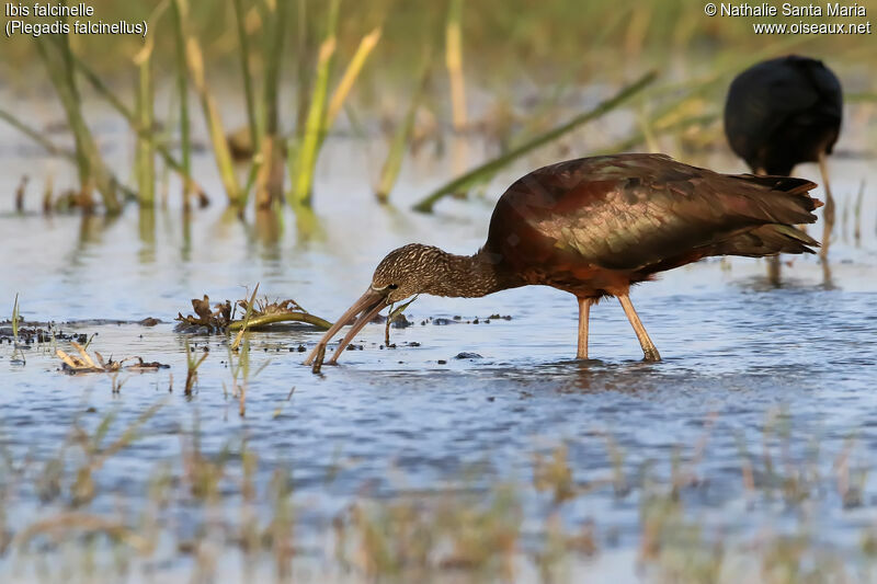 Glossy Ibisadult, identification, habitat, fishing/hunting