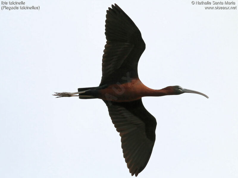 Ibis falcinelleadulte, Vol