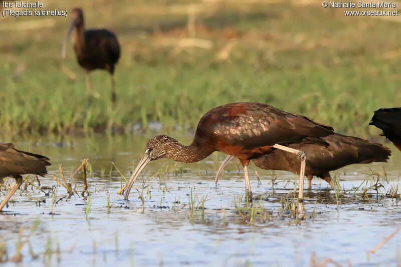 Ibis falcinelleimmature, identification, habitat, marche, pêche/chasse