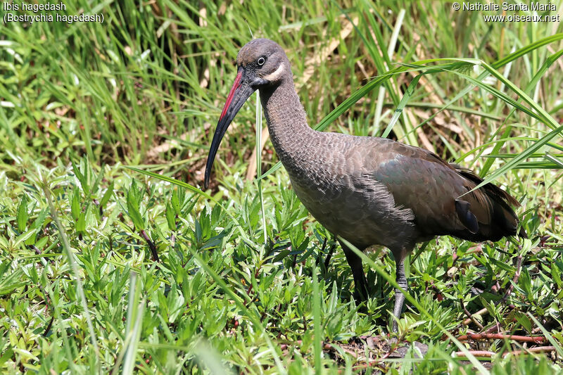 Hadada Ibisadult, identification, habitat, walking