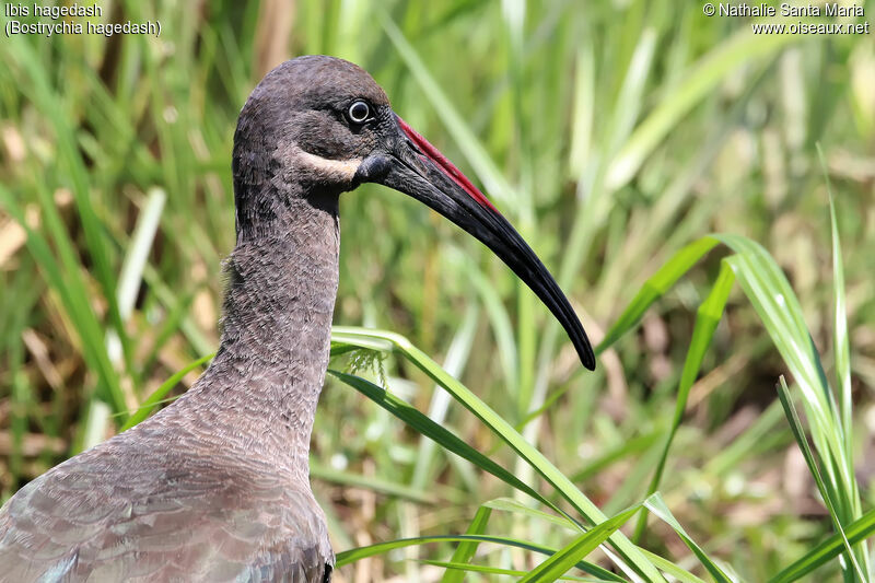 Hadada Ibisadult, identification, close-up portrait