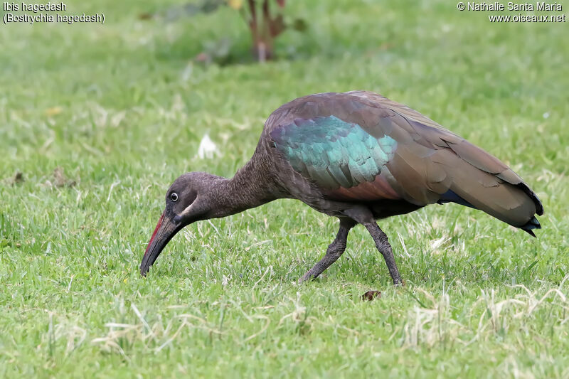 Ibis hagedashadulte, identification, habitat, marche