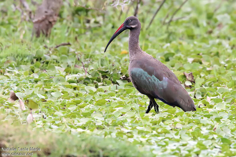 Ibis hagedashadulte, identification