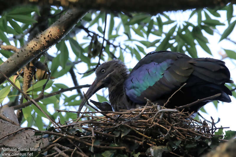 Ibis hagedash, Nidification