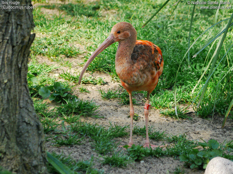 Ibis rougejuvénile