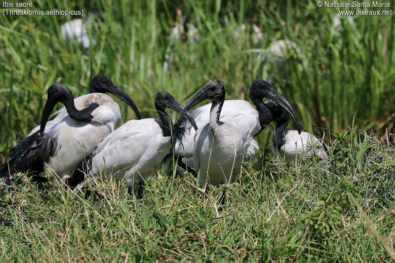 African Sacred Ibis, habitat, Behaviour