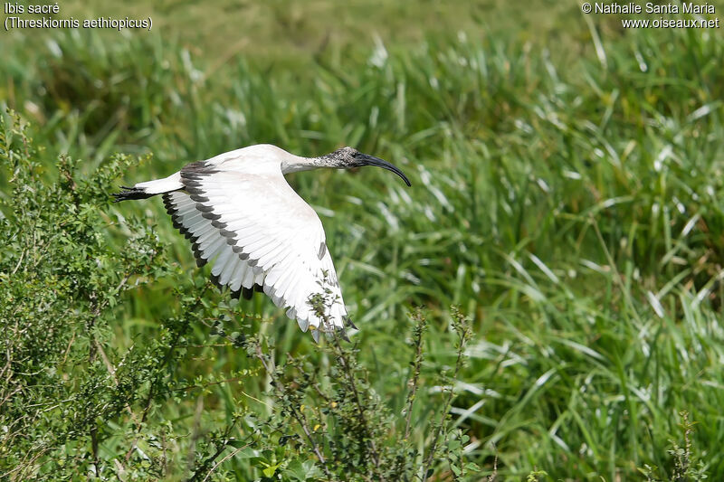 African Sacred Ibisimmature, identification, habitat, Flight