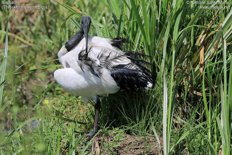 Ibis sacréadulte nuptial, identification, habitat