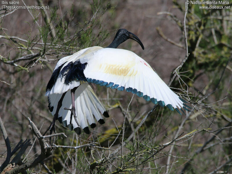 African Sacred Ibisadult, identification, habitat, Flight, Behaviour