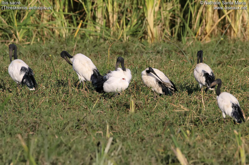 Ibis sacréadulte nuptial, identification, habitat, soins