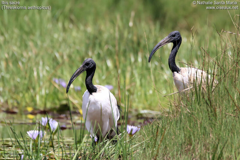 African Sacred Ibisadult, habitat, Behaviour