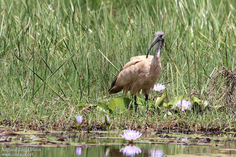 African Sacred Ibisjuvenile, identification, Behaviour