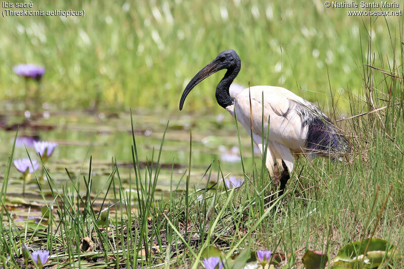 Ibis sacréadulte nuptial, identification, habitat, Comportement