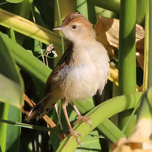 Cisticole d'Éthiopie