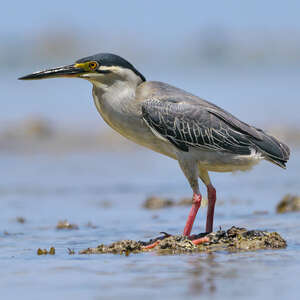 Héron des mangroves