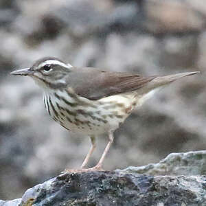 Paruline hochequeue
