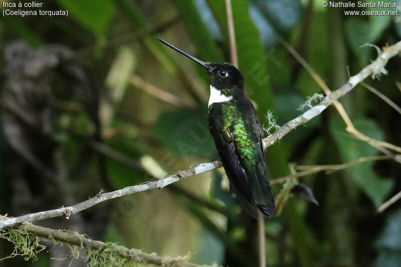 Inca à collieradulte, identification