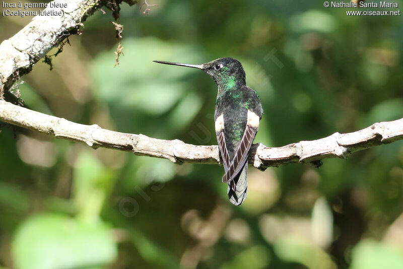 Buff-winged Starfrontletadult, identification