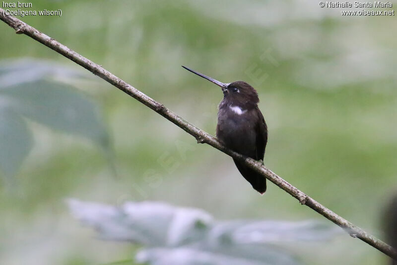 Inca brunadulte, identification