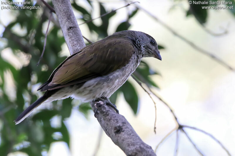 Indicateur varié, identification, habitat