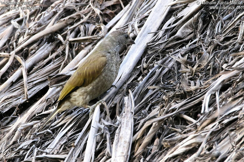 Indicateur varié, identification