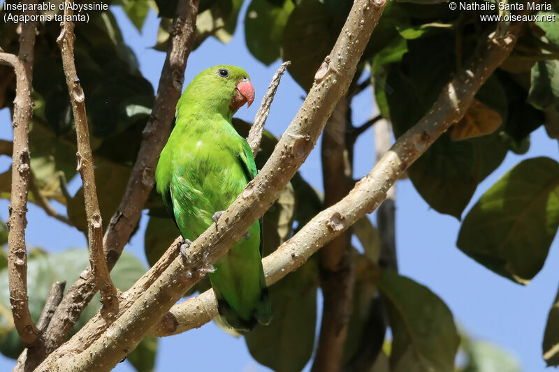 Inséparable d'Abyssinie femelle adulte, identification, habitat