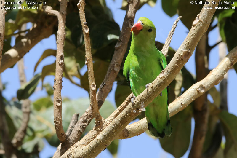 Inséparable d'Abyssinie femelle adulte, identification, habitat