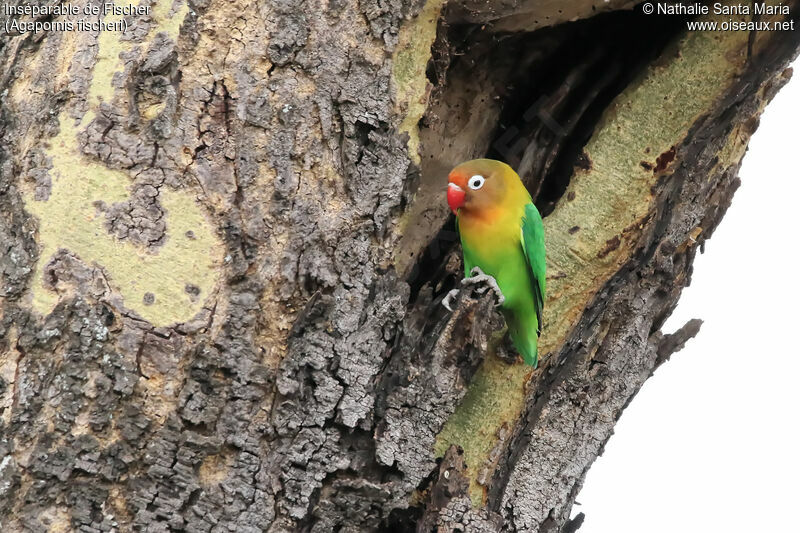 Fischer's Lovebirdadult, identification, habitat