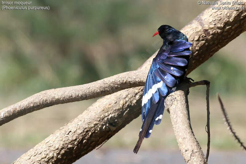 Irrisor moqueuradulte, identification, composition