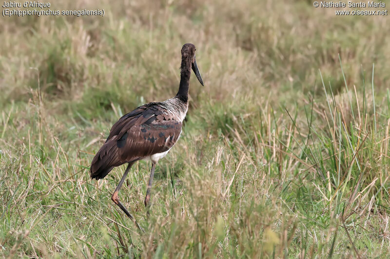 Saddle-billed Storkimmature, identification, habitat, walking