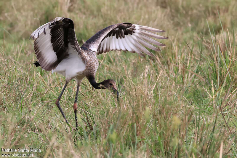 Saddle-billed Storkjuvenile, aspect, pigmentation, fishing/hunting