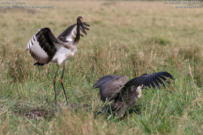 Saddle-billed Storkimmature, identification, habitat, Behaviour