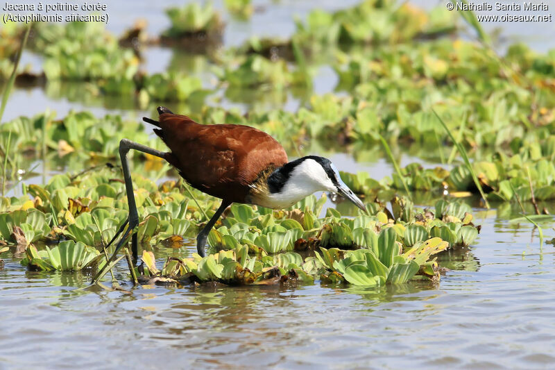 Jacana à poitrine doréeadulte, identification, habitat, marche