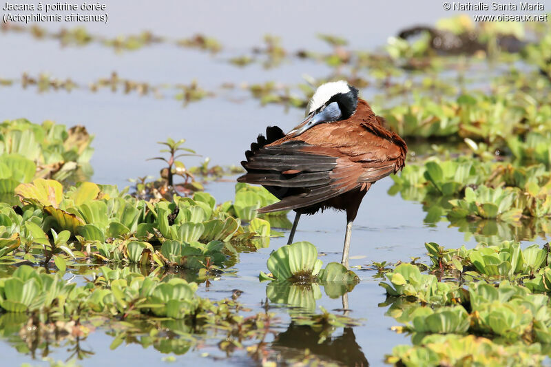 Jacana à poitrine doréeadulte, identification, habitat, soins