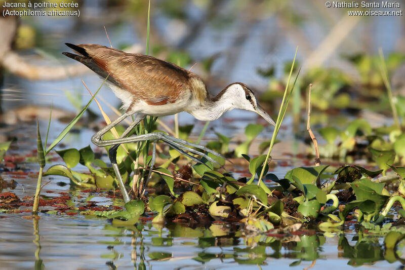 Jacana à poitrine doréeimmature, identification, habitat, marche