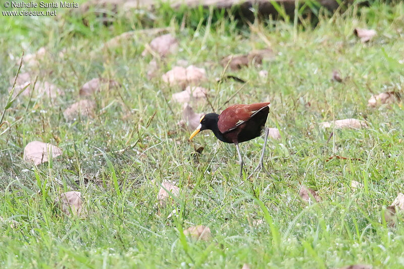 Jacana du Mexiqueadulte, identification, marche, pêche/chasse