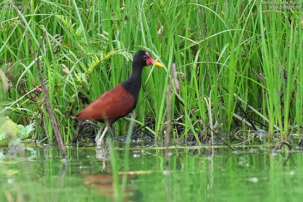 Jacana noir