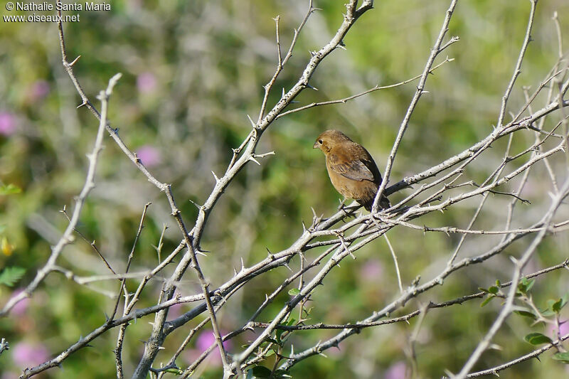 Blue-black Grassquit female adult, habitat