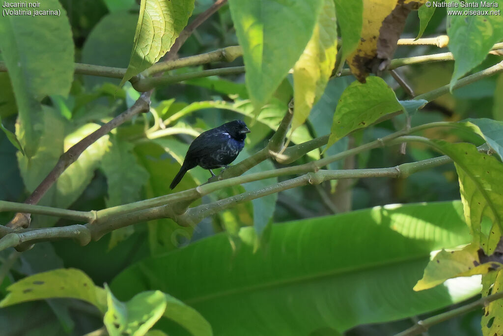 Blue-black Grassquit