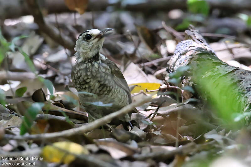 Regent Bowerbirdjuvenile, identification