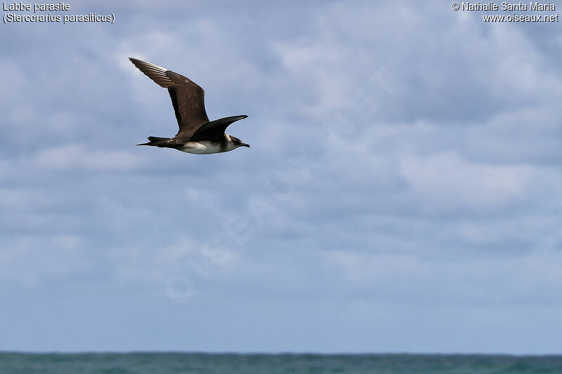 Parasitic Jaegeradult, identification, habitat, Flight