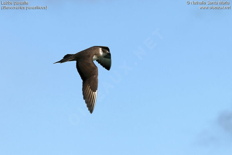 Parasitic Jaegeradult, Flight