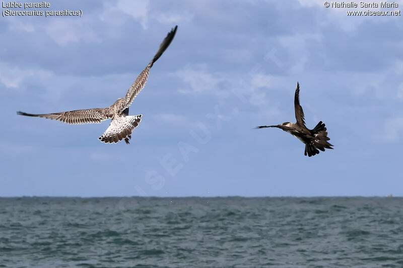 Parasitic Jaegeradult, Flight