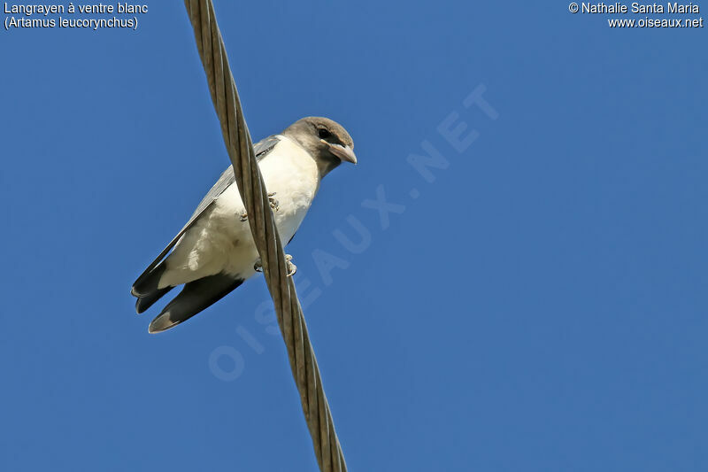 White-breasted Woodswallowimmature, identification